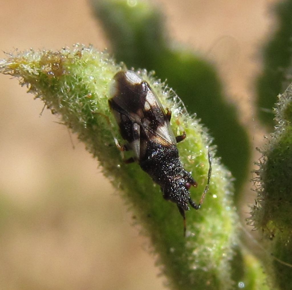 Lygaeidae:Macroplax fasciata  - Izmir (Turchia)